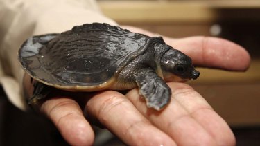 Endangered pig-nosed turtles sent home