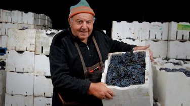 Best of the bunch: John Merlino with his grapes for backyard winemakers.