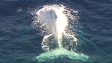 Migaloo the white whale was spotted off Moreton Island today.