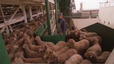 Sheep being loaded for live export to the Middle East.