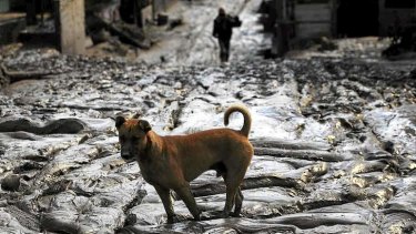A dog stands in mud and ash spewed out of Mount Sinabung after it erupted at Kuta Rakyat village.