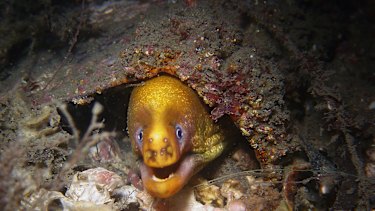 . Popular underwater dive sites in the Sydney area. Diving story MUST CREDIT George Evatt