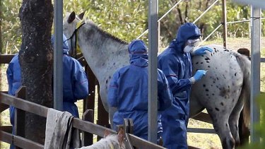 Biosecurity Queensland staff take samples from horses on a property in Mt Alford.