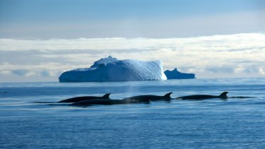 Minke whales off Davis, Antarctica. Although  minke whales are the most abundant of the great whales, research over the past 30years has indicated an apparent decrease in their numbers.