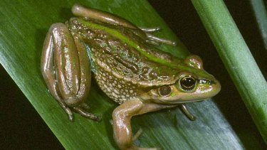The growling grass frog