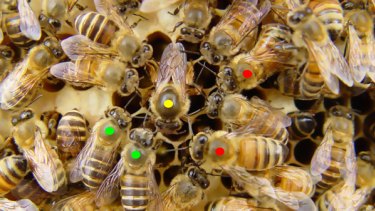 Sweet harmony: an Asian honeybee queen (yellow spot) being tended to by worker bees of two other species (red and green) as she deposits an egg in a mixed-species hive in China.