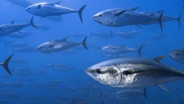 Overfishing of tuna can be stopped with the right regulations.
