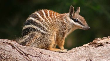 The numbat is also on the brink of extinction.