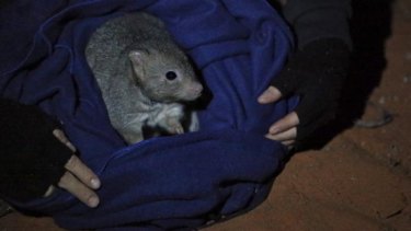A bettong, captured for research, is released at the Arid Recovery station.