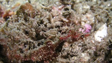 OLYMPUS DIGITAL CAMERA Bare Island is at La Perouse. Pygmy is a Sydney pygmy pipehorse from Bare Island. credit- Michael McFadyen Popular underwater dive sites in the Sydney area. Diving story