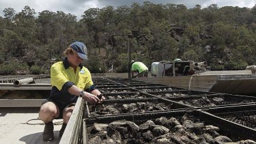 ''We were hoping it wouldn't get here but we were half expecting it'' &#8230; Rob Moxham says the virus has destroyed about 90 per cent of the oysters in a 50-hectare area.