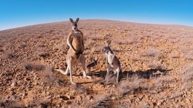 It took three trips to the outback to capture footage of kangaroos in their natural environment. 