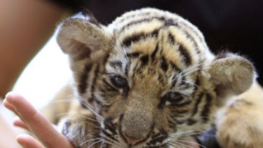 tiger checked baggage