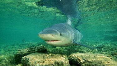 A man says he has seen a bull shark in a submerged section of Goodna, Ipswich.