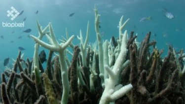 Prime Minister set to announce $1 billion investment in the Great Barrier Reef, the  record cash injection aims to save 64,000 jobs after mass coral bleaching.