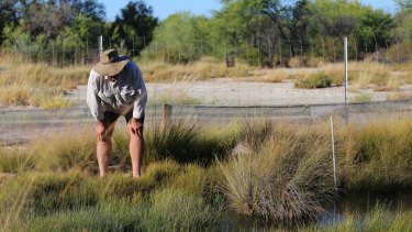 Freshwater ecologist Rob Wager searches for young red-finned blue-eye in one of his modified springs.