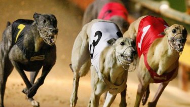 Greyhound racing in NSW is set to be overseen by a new integrity body.