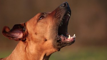 barking dogs action some brisbane opposition milton council leader dick dog city laws called local review