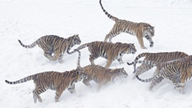 A Siberian tiger runs away with a chicken tossed by tourists at the Harbin Tiger Park in Harbin in a file shot taken in 2008.