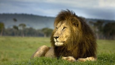 Africa's lions are on the verge of extinction.