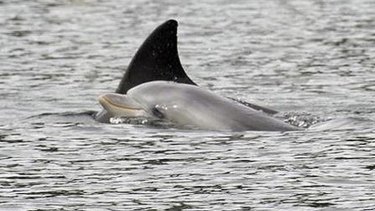 Swan River dolphins feeding near toxic sediment from Elizabeth Quay