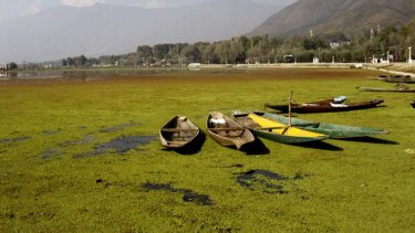 The warm weather brings massive outbreaks of algal bloom.