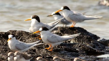 Fairy terns with their chicks in the foreground.