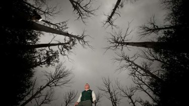 Something special: ranger Tony Fitzgerald in a stand of mountain ash trees that defied the odds and survived Black Saturday.