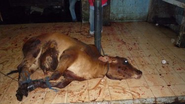 A slaughtered steer in an Indonesian abattoir.
