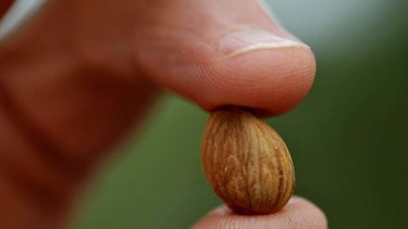 The kernel is the soft part inside the seed of the apricot. On average, each kernel contains about 0.5 mg of cyanide.