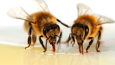 parasite sucking melbourne varroa mite