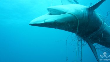 A dead dusky whaler shark entangled in nets off Seven Mile Beach in Lennox Head, last December.