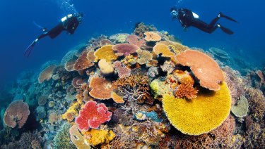 Scientists fear swift action on climate change will not be enough to save the reef and are looking for short term ways to restore it.