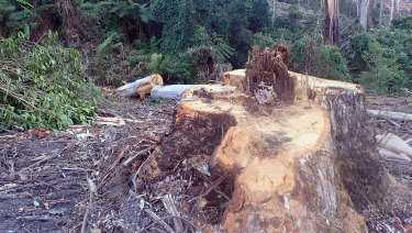 VicForests is alleged to have illegally logged within a rainforest buffer zone. 