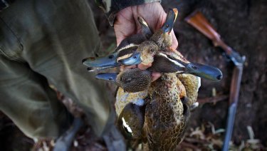 The agency overseeing duck hunting in Victoria faces a shake-up.