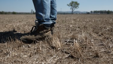 Jamie Marquet, a dairy farmer from Wallarobba, stands in one of this dried-out paddocks. NSW posted its driest January-June period since 1986, according to the Bureau of Meteorology.