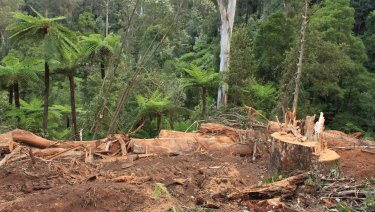 Orange tapes within protected rainforest marking the route of the bulldozer in the 'Bellman" coupe, East Gippland.