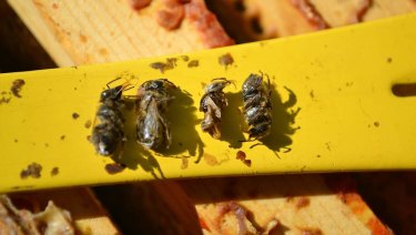 deadly sucking parasite discovered varroa parasitism deformed