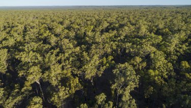 Old growth forest in the vicinity of Kingvale Station, near rivers that flow into the Great Barrier Reef. Photo courtesy Australian Conservation Foundation.