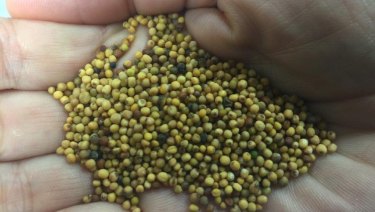 Brassica Carinata seeds that will be used to make Qantas's aviation biofuel. 