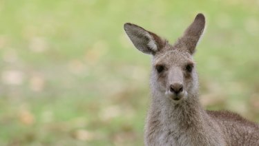 The kangaroo was not hopping enough to amuse spectators.