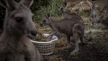 Kangaroos at Mr Zabinskas' property.
