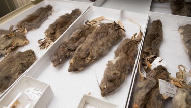 Five species held in the Melbourne Museum's 'extinction drawer' from the Blandowski expedition no longer exist, among them the lesser stick-nest rat.