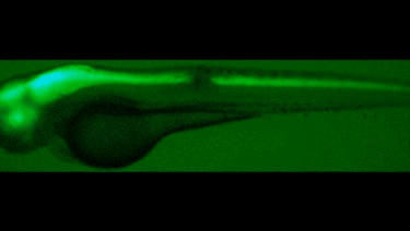 This image shows the motoneurons (in green) move to fill the gap in the baby zebrafish's spinal cord. The whole process occurs in less than two days.