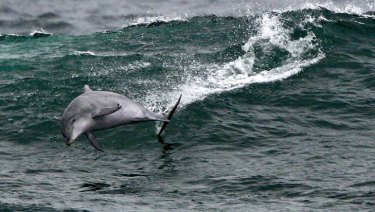 Eight dolphins have been fatally caught in shark nets off northern NSW in a little over a year.