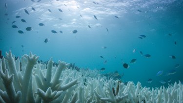 Two mass coral bleaching events in recent years have made the task of rescuing the reef more urgent.