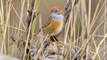 A Mallee emu-wren. Tiny and very angry.