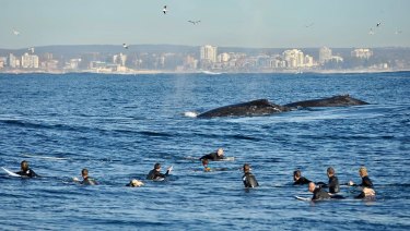 Local surfers watch in awe as migrating whales surface near Bate Bay