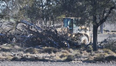 Removing trees along the Newell Highway in the state's far north.