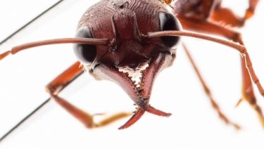 A bull ant (held with tweezers). 